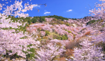 「奈良県 吉野山の桜」など、絶景壁紙を公開！