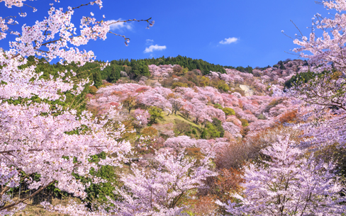 「奈良県 吉野山の桜」など、絶景壁紙を公開！